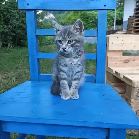 Petek